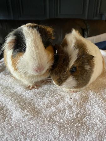 Image 1 of Lovely female guinea pigs looking for a forever home