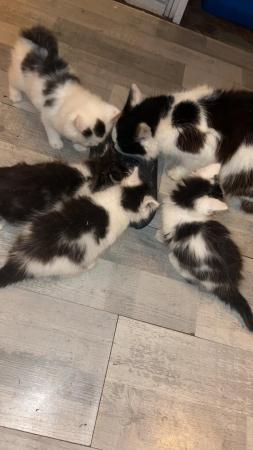 Image 2 of 4 kittens for sale looking for their forever sofa!!!