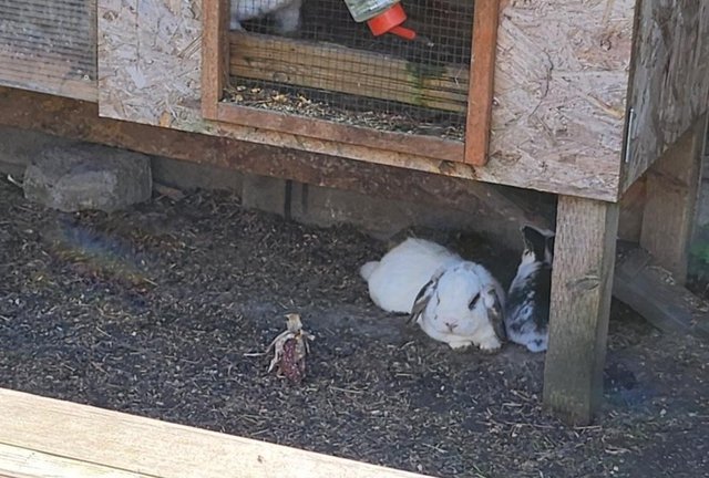 Image 3 of Beautiful and friendly white and black & white bunnies - 3 l