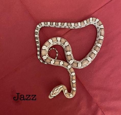 Image 1 of Beautiful Lavender corn snake £80