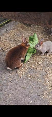 Image 1 of Farm Bred Young Mini Rex Bunnies for sale