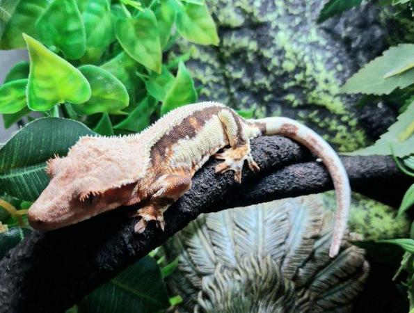 Image 5 of Lily white crested gecko Pinestipe