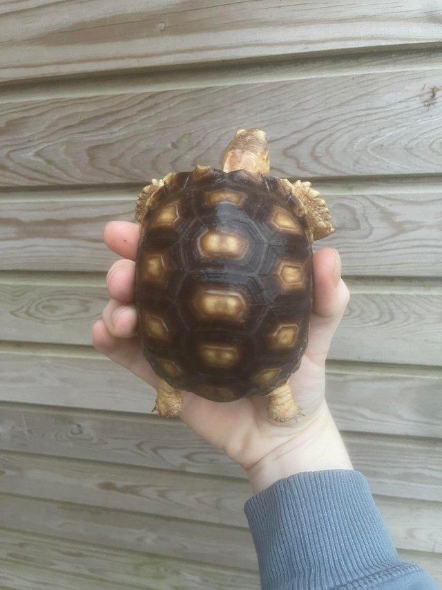 Preview of the first image of 9months old sulcata tortoises for sale.