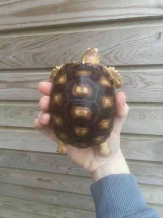 Image 1 of 9months old sulcata tortoises for sale