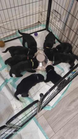 Image 29 of German shepherd puppies 5 female and 4 boys 3 females reserv
