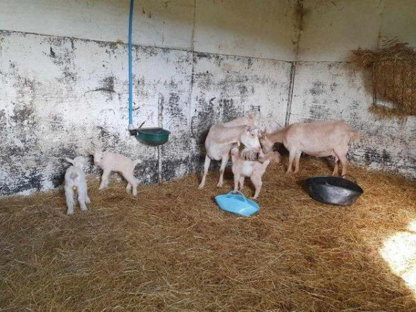 Image 2 of SOLD Mini Guernsey adult female goat registered with BDDGS