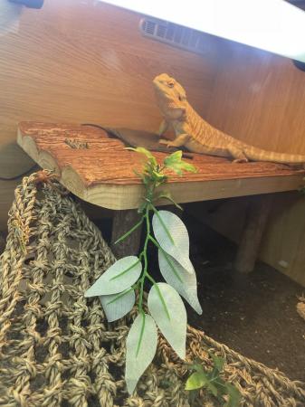 Image 3 of Bearded dragon and enclosure