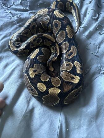 Image 2 of Ball python (female) for sale