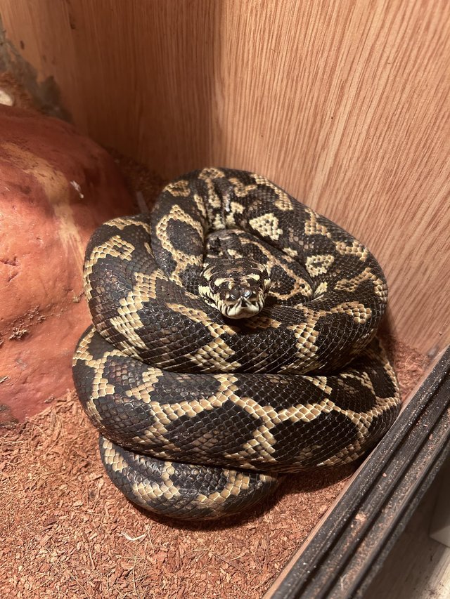 Preview of the first image of Stunning female carpet python.