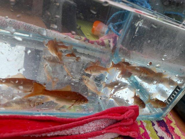 Preview of the first image of Multiple baby goldfish for sale.