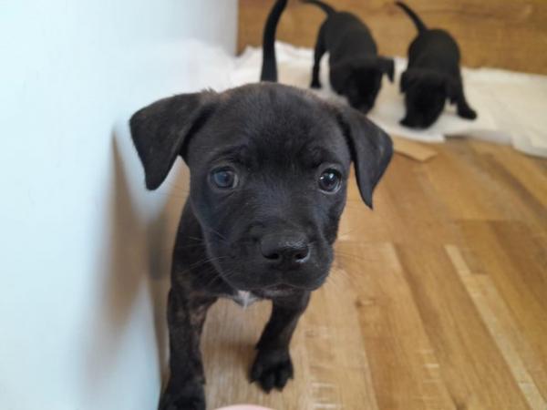 Image 15 of Adorable Staffy Cross Puppies
