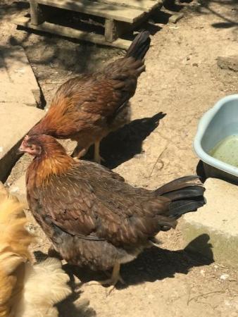 Image 6 of Pure Breed - Large Fowl Chickens - Female Pullets & POL