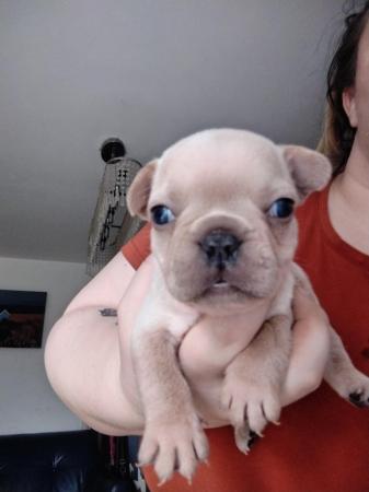 Image 3 of KC registered Beautiful French Bulldog Pups