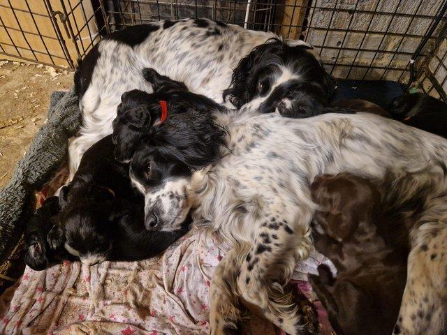 Preview of the first image of Beautiful Sprocker spaniel puppies.
