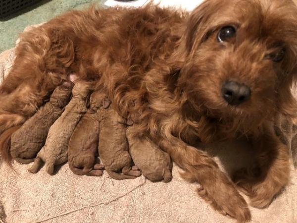 Image 6 of Toy Cavapoo puppies Available