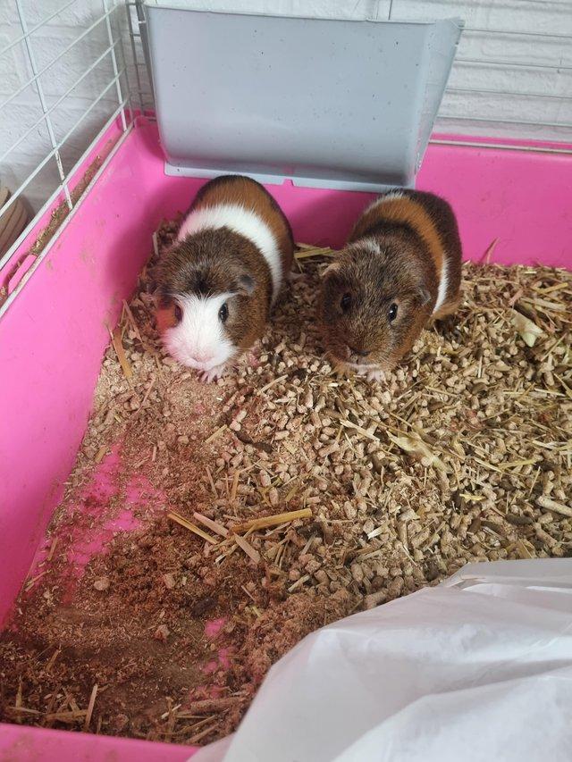 Preview of the first image of 2 bonded male guinea pigs 1 year old free.