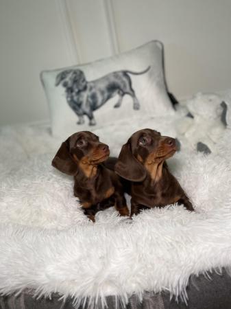 Image 3 of KC registered Miniature Dachshund Puppies ready now