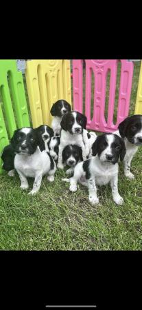 Image 9 of Ready now 4 left!  Springer spaniel puppies