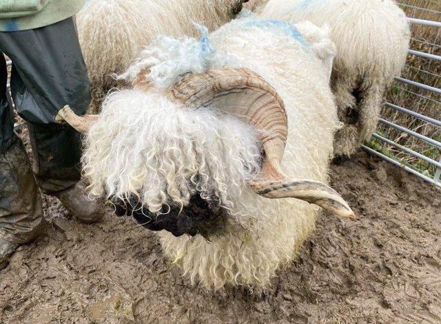 Preview of the first image of Registered Valais Blacknose Pedigree Rams.