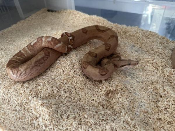 Image 1 of CB23 Hypo 66% het Blood/Kahl