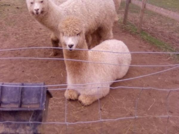 Image 2 of 18 month old Male Alpaca In tact.