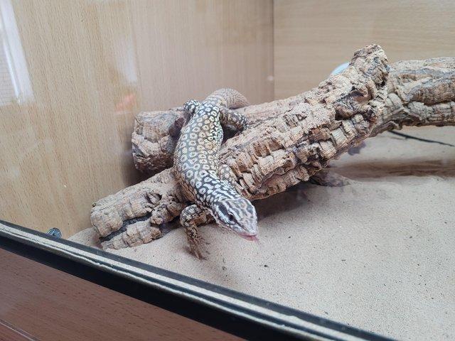 Preview of the first image of 6 Year old Ackie Monitor.