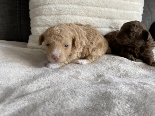 Image 5 of Gorgeous Coloured Toy Poodle Puppies For Sale