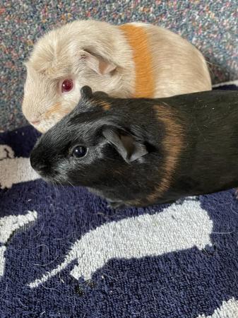 Image 4 of Female guinea pigs for sale