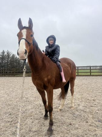 Image 3 of 16.1 tb gelding for sale