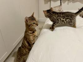 bengal - Cats & Kittens, Rehome Buy and Sell with zero fees in  Cambridgeshire