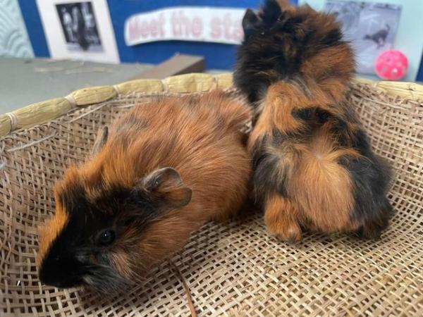 Image 1 of Pure Abyssinian Guinea Pig Pups For Rehoming