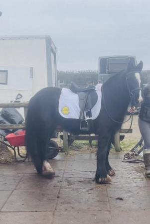 Image 3 of Lovely Black cob mare for sale