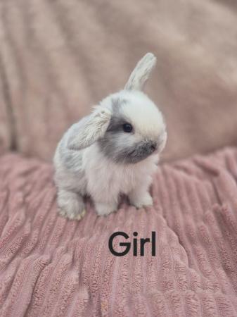 Image 2 of 6 baby mini lops available to reserve