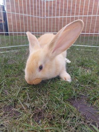 Image 4 of Yellow Continental Giant Rabbit