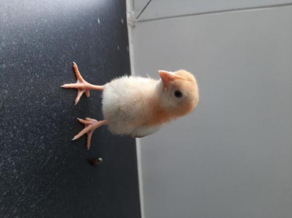 Image 1 of SERAMA CHICKEN CHICKS & MIXED BREED CHICKS FOR SALE