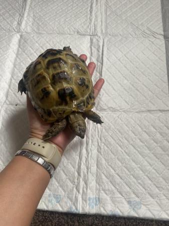 Image 5 of 7 year old male Horfield tortoise