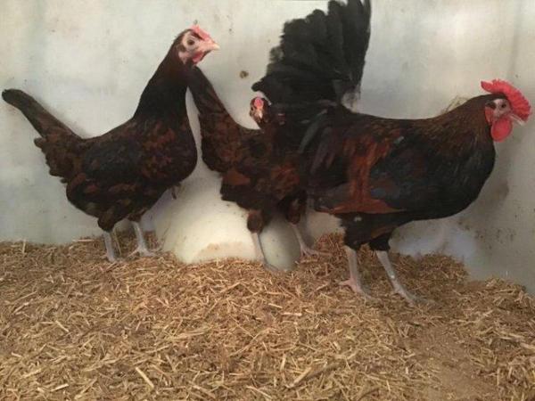 Image 20 of Pure breed hatching eggs Large fowl