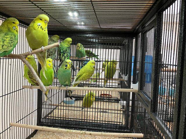 Preview of the first image of Exhibition Budgerigars for sale.