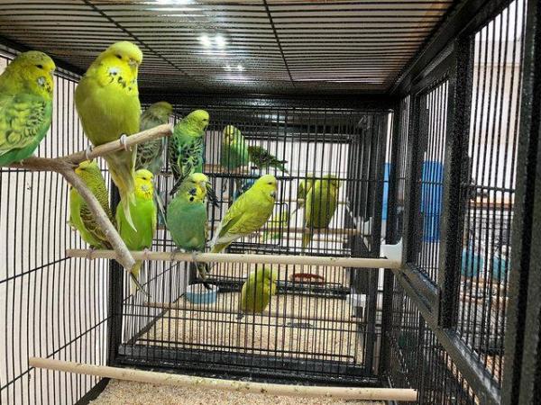 Image 1 of Exhibition Budgerigars for sale