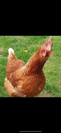 Image 2 of Brown Lohmann Hens For Sale