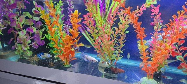 Image 3 of Tank full of tropical fish