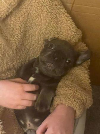 Image 2 of Beautiful French bulldog puppy ready for his new sofa