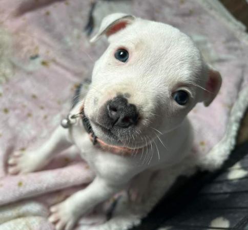 Image 9 of Staffordshire bull terrier puppies