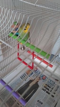 Image 6 of Budgie and Cage for sale