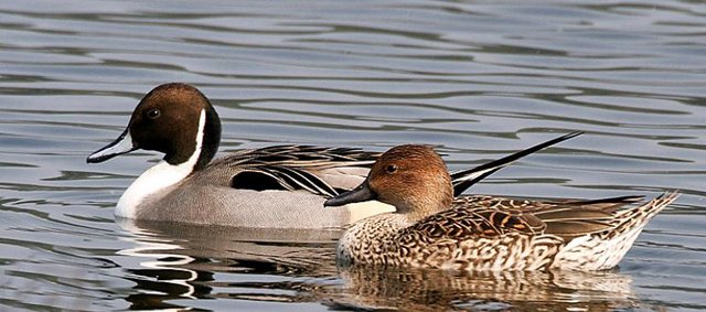 Preview of the first image of Northern pintail trio 2023 bred.