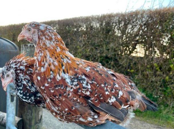 Image 2 of MOTTLED LEGHORN POINT OF LAY PULLETS - special offer