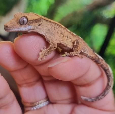 Image 43 of Gecko's Gecko's Geckos!