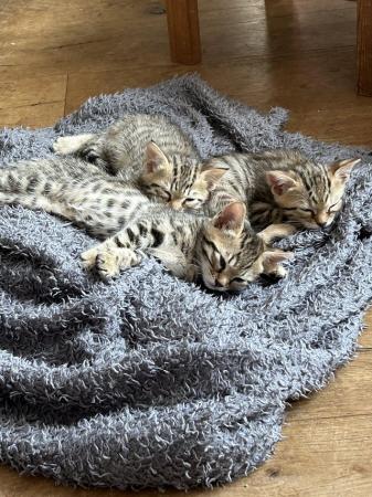 Image 2 of 3 Bengal cross kittens for sale