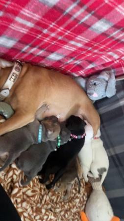Image 1 of Staffordshire bull terrier puppies