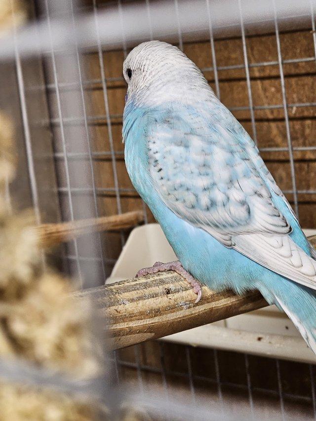 Preview of the first image of Turquoise baby Budgie, very pretty with lace wings.